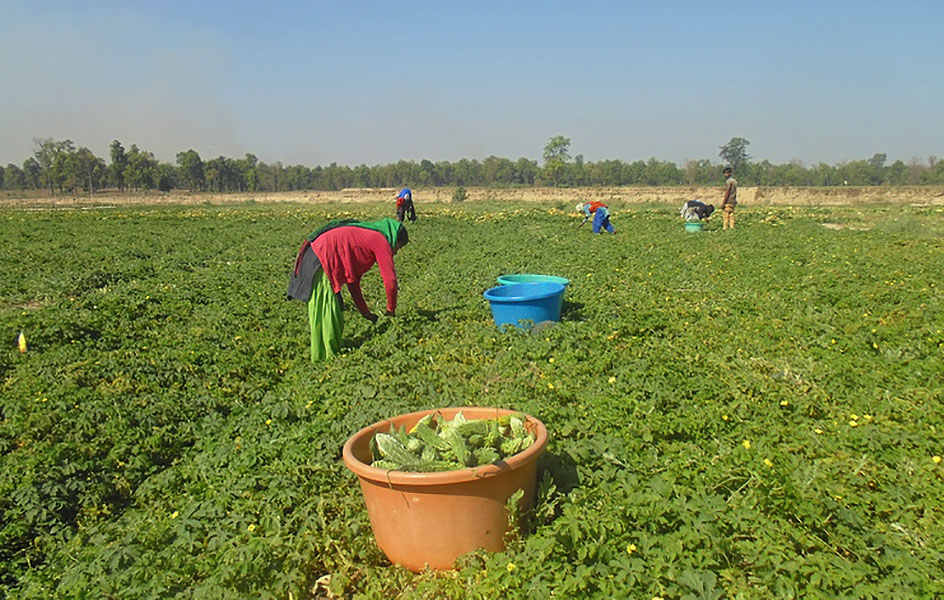 बगर खेतीमा रमाउँदै कैलालीका किसान, भारतीय विस्थापित हुँदै