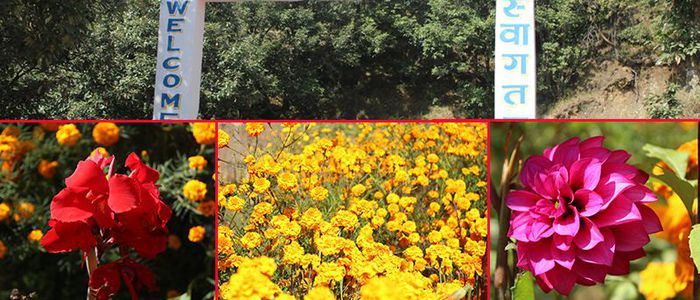अमरगढी पार्कमा ढकमक्क फूल