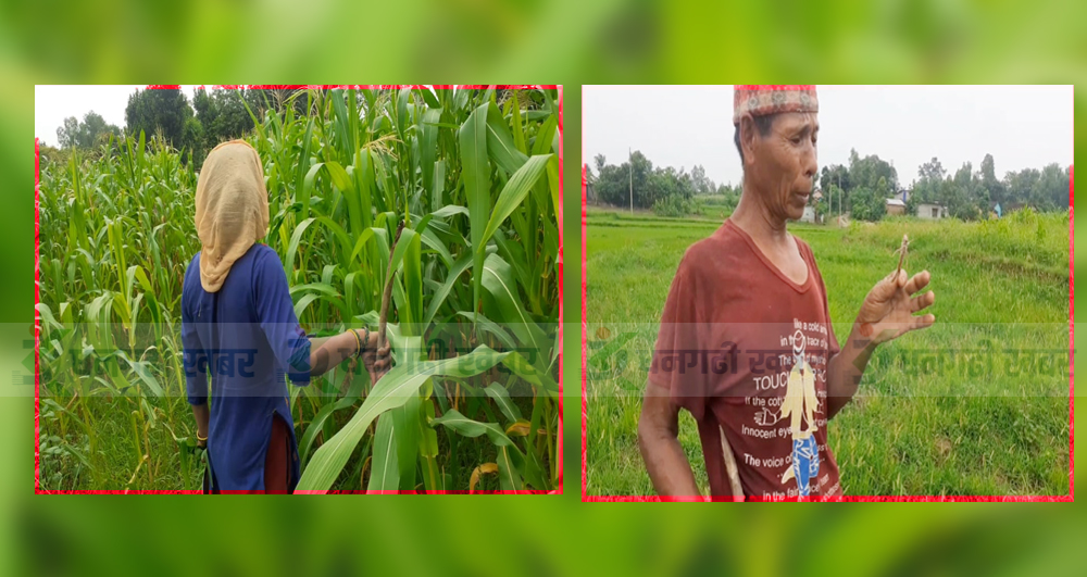 कञ्चनपुरमा सलहको आतङ्क : बालीनाली सखाप गर्न थालेपछि किसान चिन्तीत