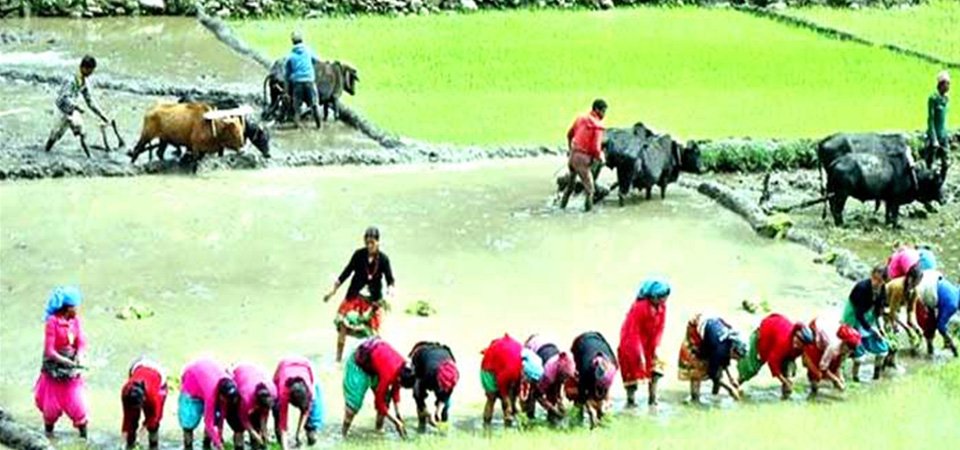 देखिएनन् खेतमा हलो–जुवा र गोरु, सुनिएन कतै असारे गीत
