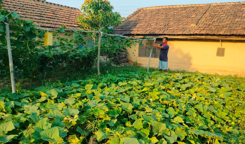 थोरै जग्गामा धेरै तरकारी उत्पादन गर्ने कञ्चनपुरका मुस्कान