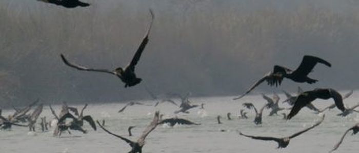 कञ्चनपुरका नदी, तालतलैया, सिमसमार क्षेत्रमा बसाइँ सारेर आउने चराको चहलपहल