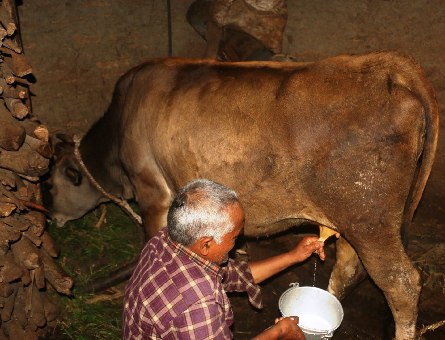 गाईले नब्याउँदै दैनिक २ लिटर दूध दिन थालेपछि सबै दङ्ग !