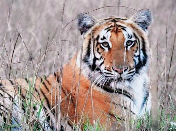 कंचनपुरमा आज विश्व बाघ दिवस मनाइदै