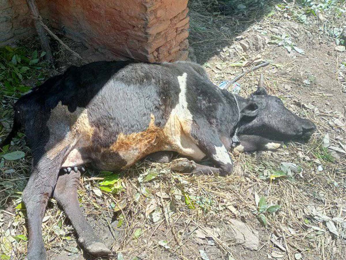 सुदूरपश्चिममा लम्मी स्किन महामारीका कारण १४ हजारबढि चौपायाको मृत्यु