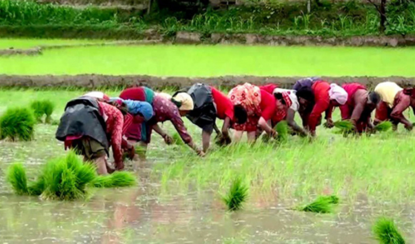 किसान मार्सी धान रोपाइँमा व्यस्त