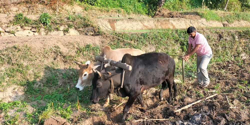 सुदूरपश्चिमका पहाडी जिल्लाका किसानलाई गहुँ छर्ने चटारो