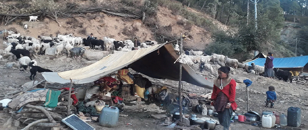 जाडो छल्न भेडा लिएर डोटीतिर