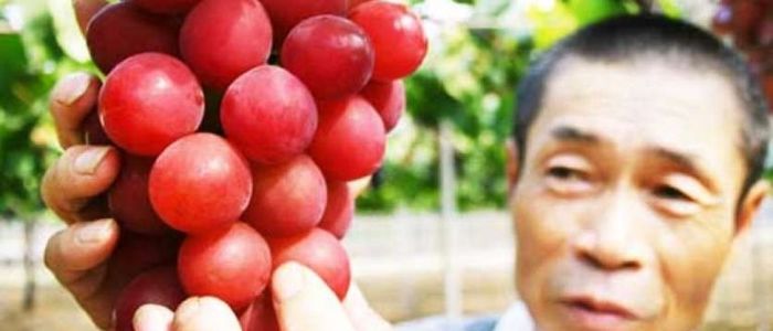 विश्वकै महंगो अंगूर, जुन एक झुप्पाकै ७ लाखमा विक्री भयो !