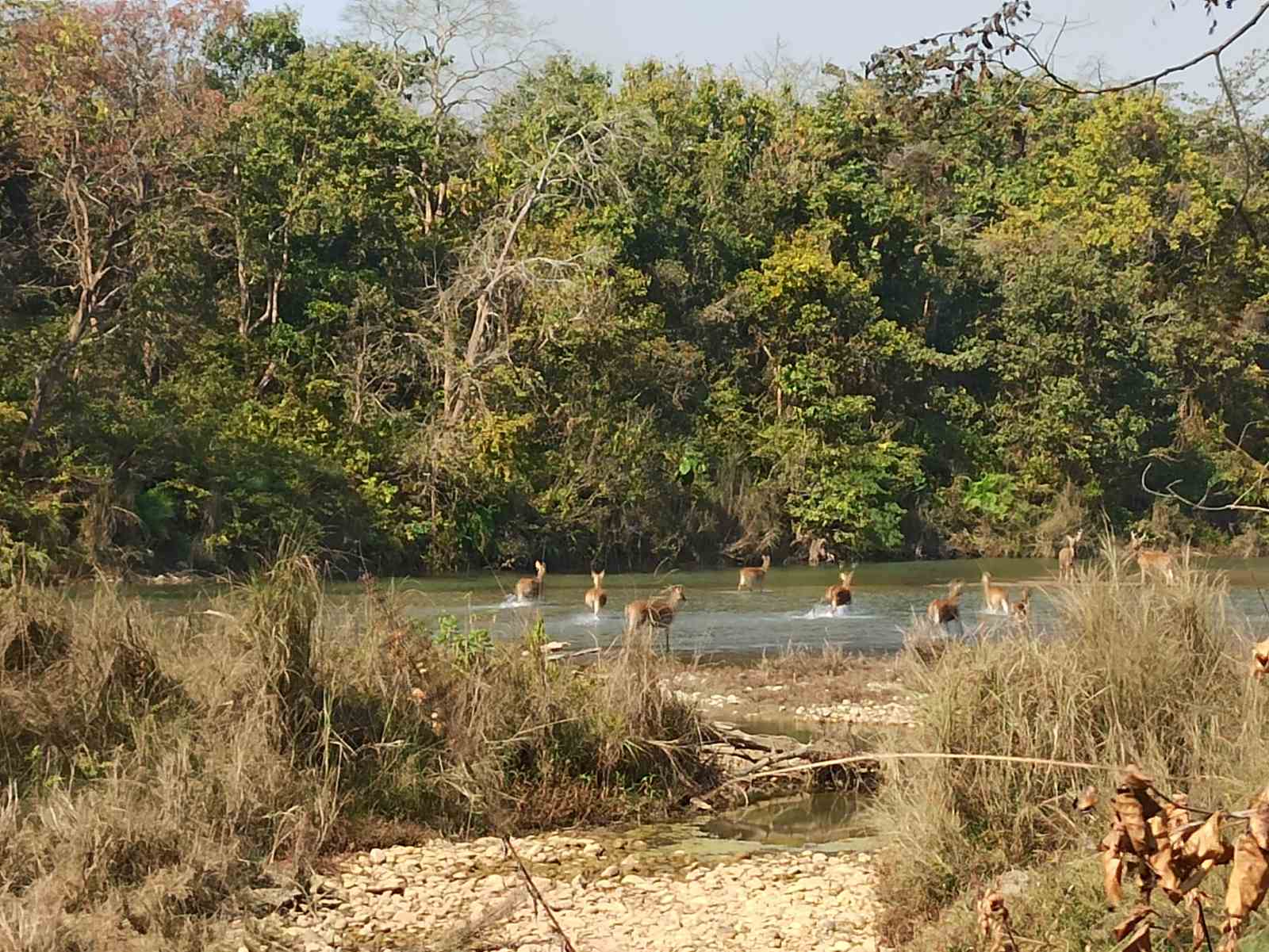 बर्दिया राष्ट्रिय निकुञ्‍जमा बाघको खोजी