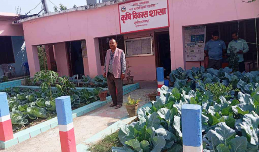 कञ्चनपुरको कृष्णपुर नगरपालिकाको कार्यालयमै बनाइयो तरकारी बारी