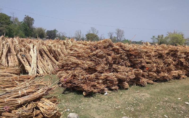 कर्णाली सामुदायिक वनले यस वर्ष बेत सङ्कलन गर्न नपाउँदा लाखौँको घाटा