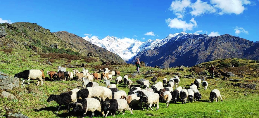 भेडीगोठमा चिसो बढ्न थालेपछि बेँसी झर्न थाले