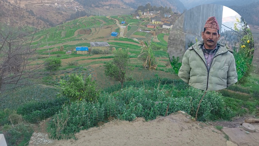 बैतडीका जनप्रतिनिधि बिष्टको व्यावसायिक कृषिमा उदाहरणीय सफलता