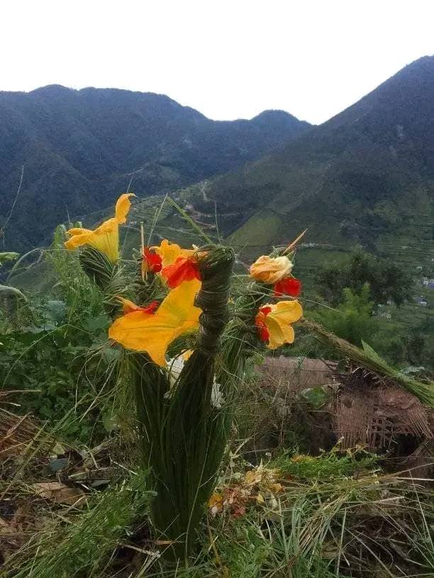 सुदुरपश्चिमका पाहाडी जिल्लाहरुमा आज बुढी पोल्ने पर्व मनाईदै