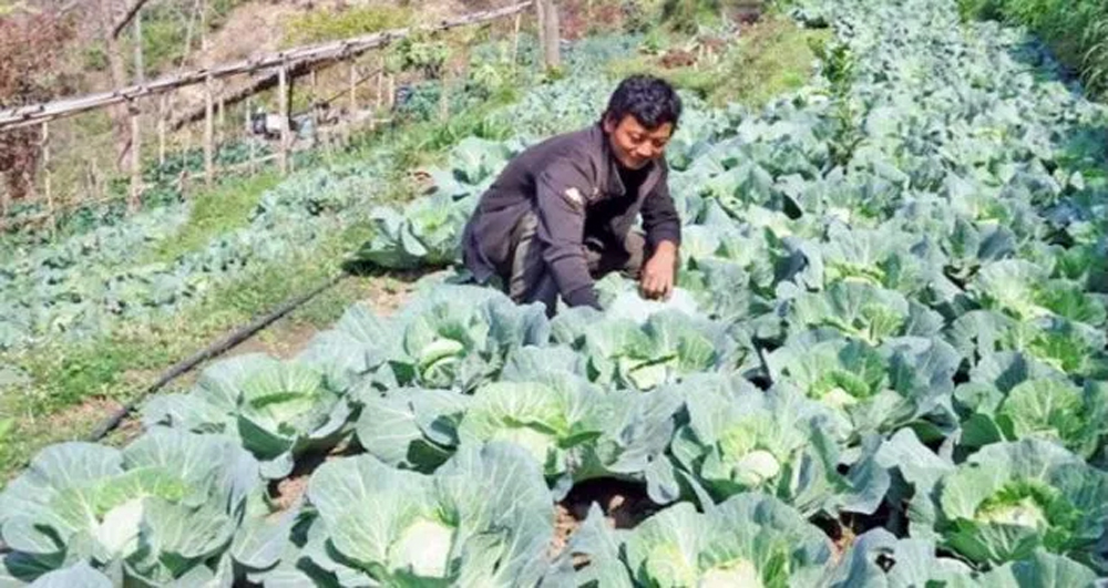 कञ्चनपुर : काउलीले बजारमा मूल्य पाएन
