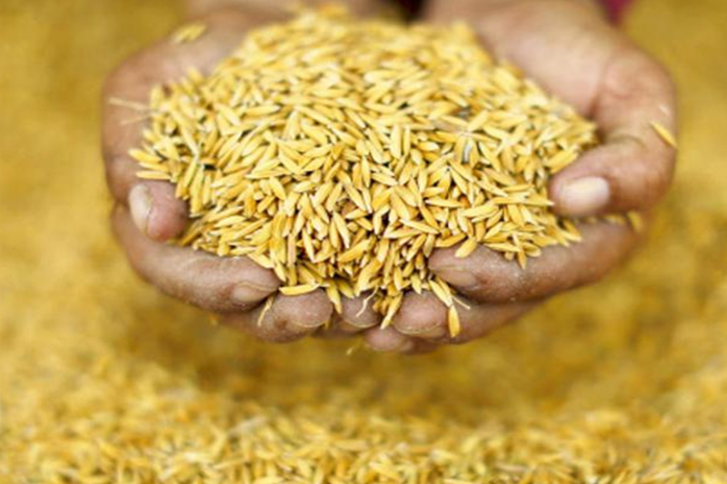बारामा ७० हजार मेट्रिकटन चैते धान उत्पादन