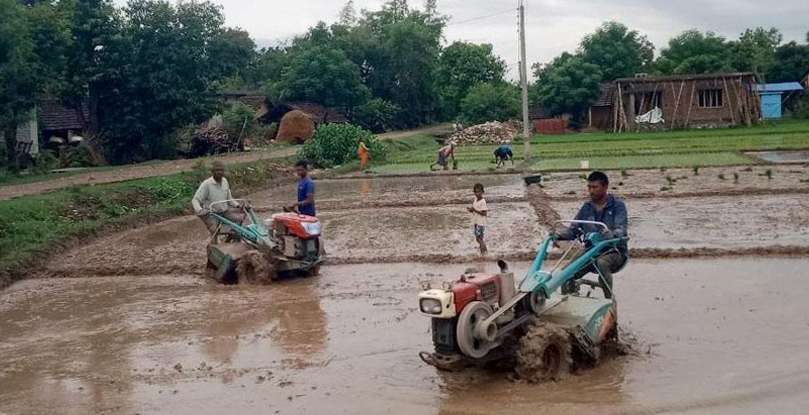कञ्चनपुरमा पावर टिलरको सहायता धान रोप्ने खेत तयार गरिँदै