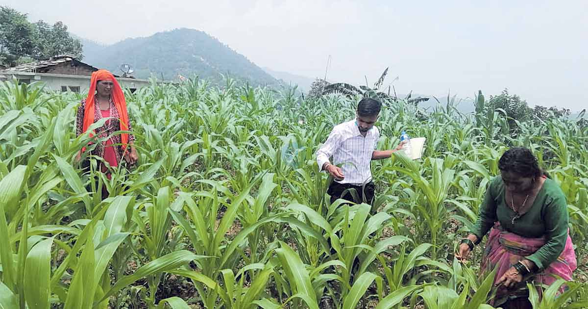 बैतडीमा फौजी कीराले मकैबाली नष्ट गर्दा किसान चिन्तित