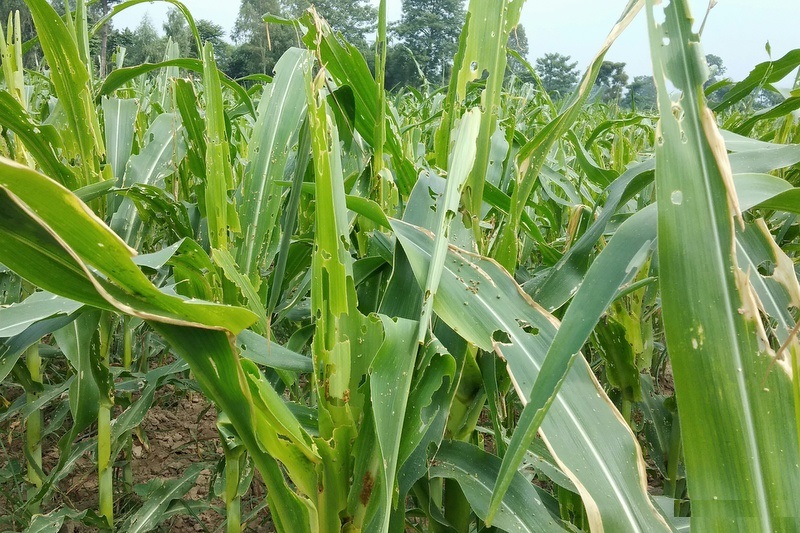 दार्चुलाका विभिन्न क्षेत्रमा मकैबालीमा फौजी किराको प्रकोप