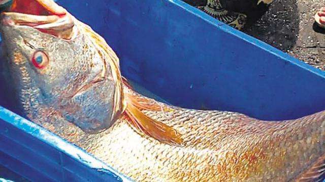जब आधा पाकेको माछो खाँदा ४ महिना पछि ‘लीभर’मा अण्डा पर्यो…