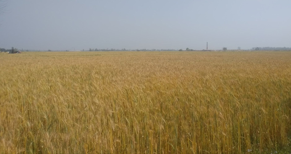 कञ्चनपुरको सुन्दरीफाँटा गहुँ उत्पादनमा अग्रणी बन्दै