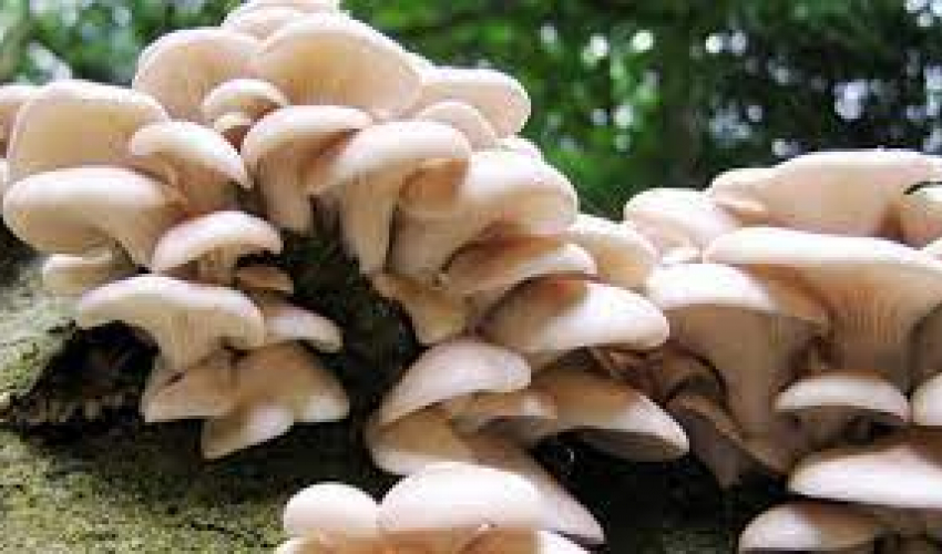 जङ्गली च्याउ खाँदा दुई जनाको मृत्यु