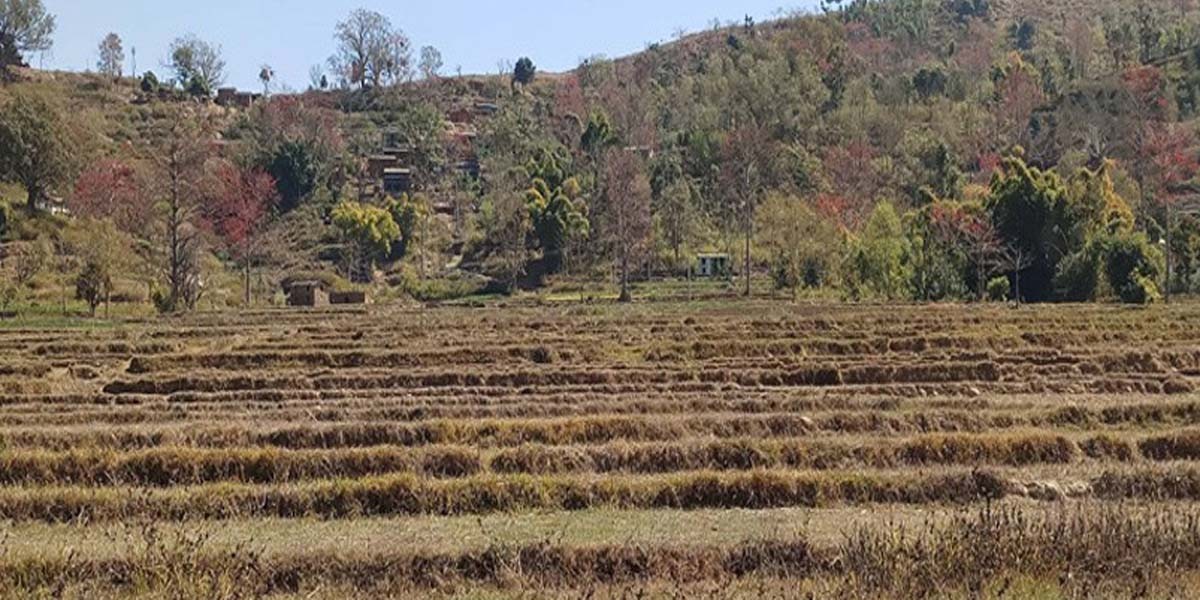 दार्चुलामा खडेरीले हिउँदे बाली उत्पादनमा कमी आउने अनुमान
