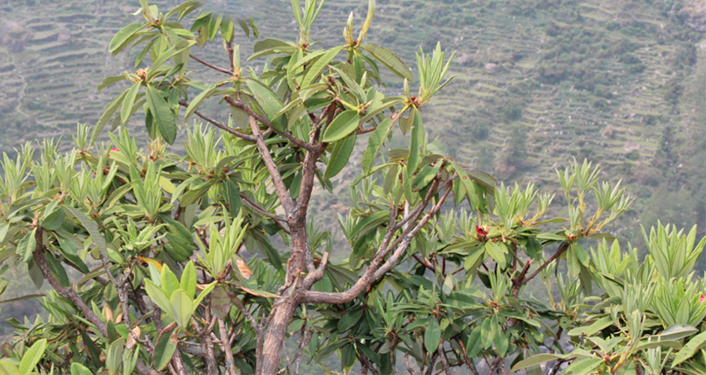 फुलेन लालीगुराँस, फलेनन् चुत्रो र ऐँसेलु