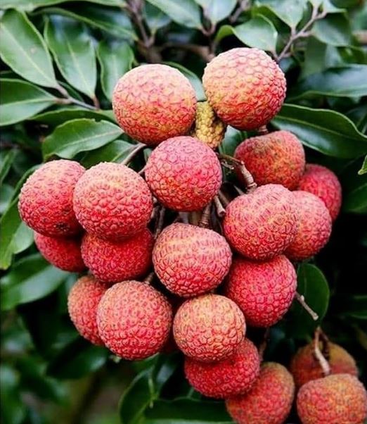 लिची धेरै खानाले निम्तिन सक्छ स्वास्थ्य समस्या