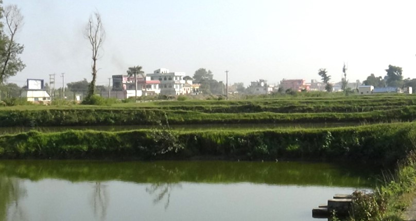 सुदूरपश्चिममा वार्षिक १० हजार मेट्रिकटन माछा उत्पादन, किसानको संख्या पुग्यो ५ हजार ३८०