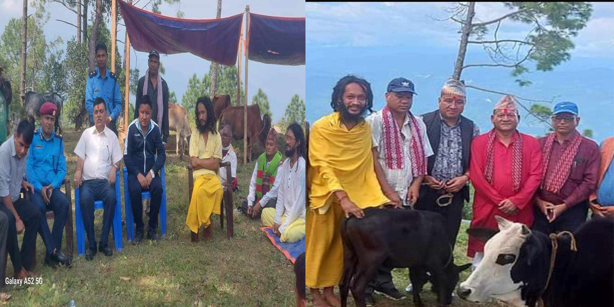 अछामको पहिचान नौमुठे गाई