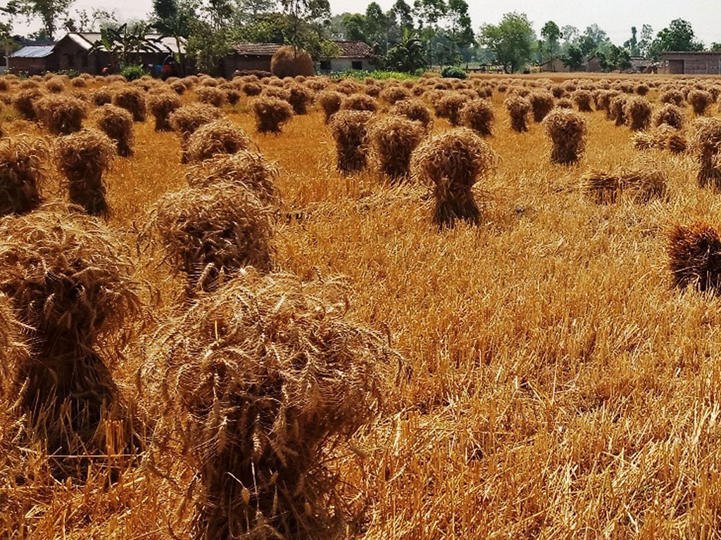 कैलालीमा गहुँ उत्पादन घट्यो