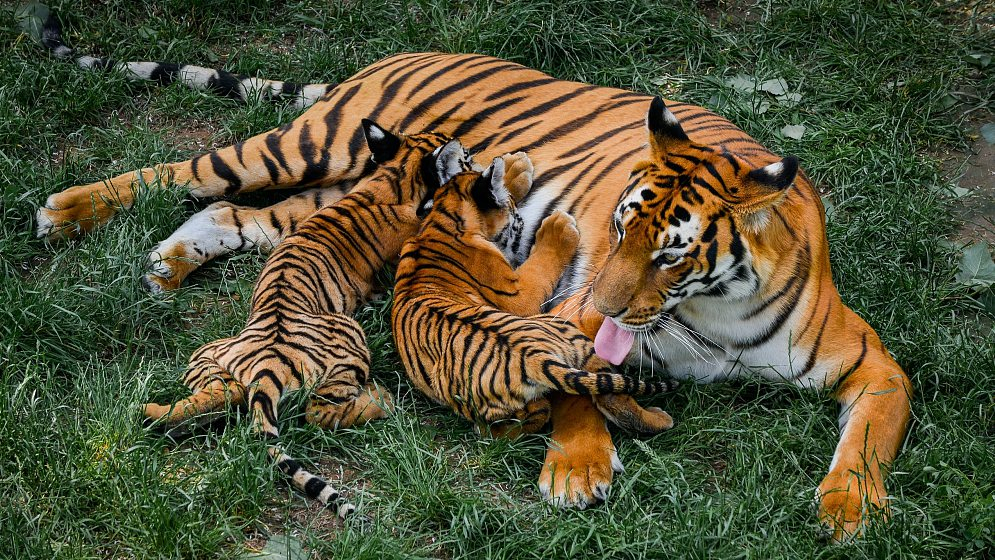 आज विश्व बाघ दिवस, बाघको सङ्ख्या सार्वजनिक गरिँदै