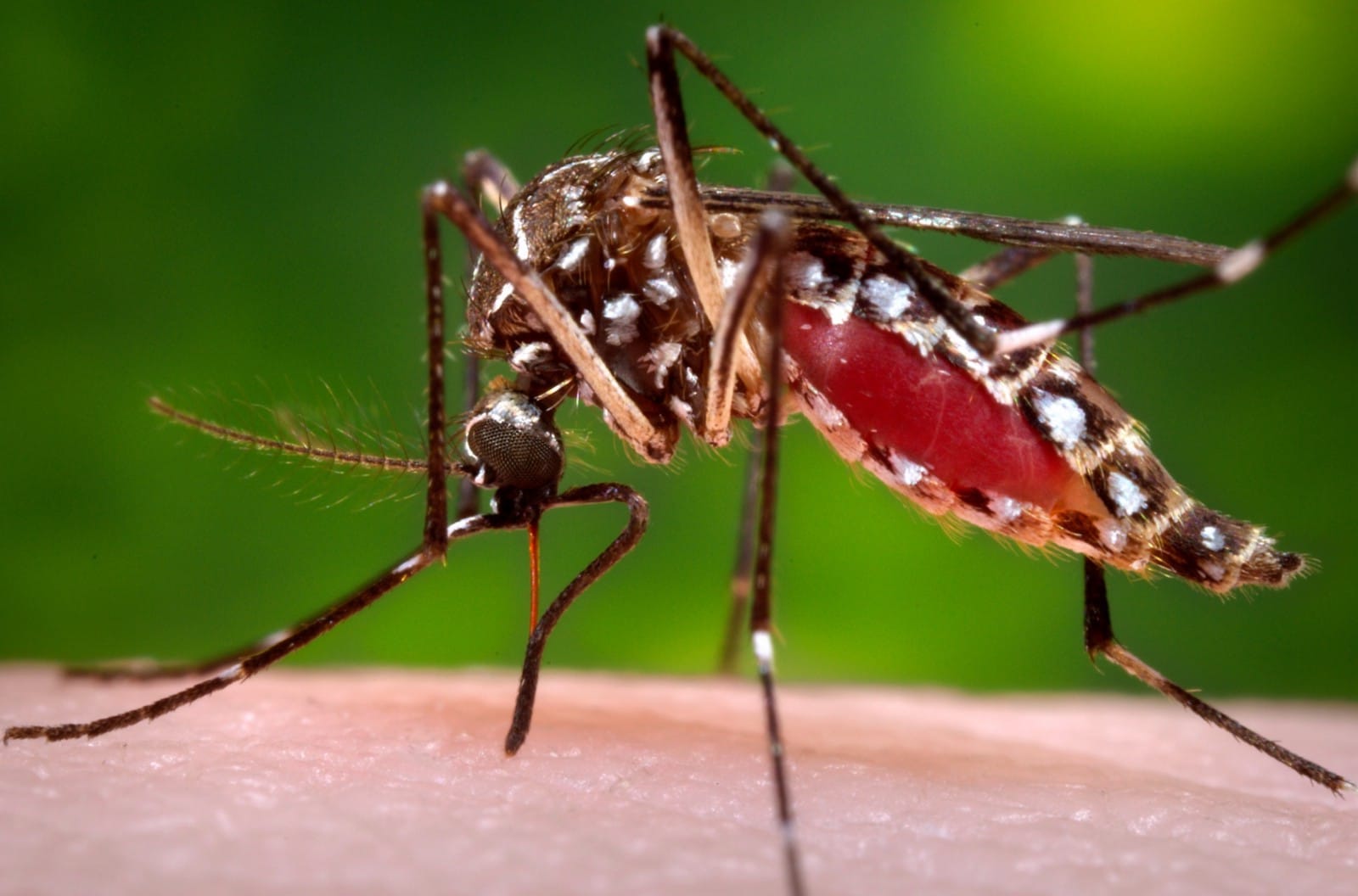 पछिल्लो २४ घण्टामा ३४ जनामा डेंगु, प्रदेशमा बढी संक्रमित रहने दोस्रोमा कैलाली