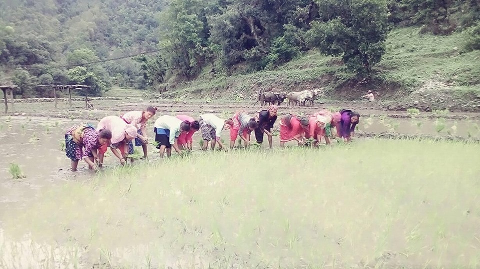 डोटीका गाउँघरमा रोपाइँ सुरु