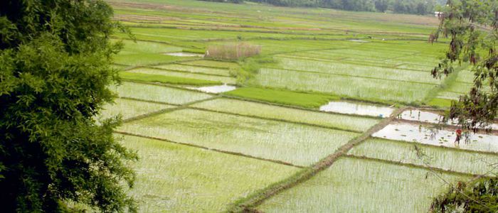 देशभरमा ५ लाख ३९ हजार हेक्टर क्षेत्रफलमा रोपाइँ सम्पन्न