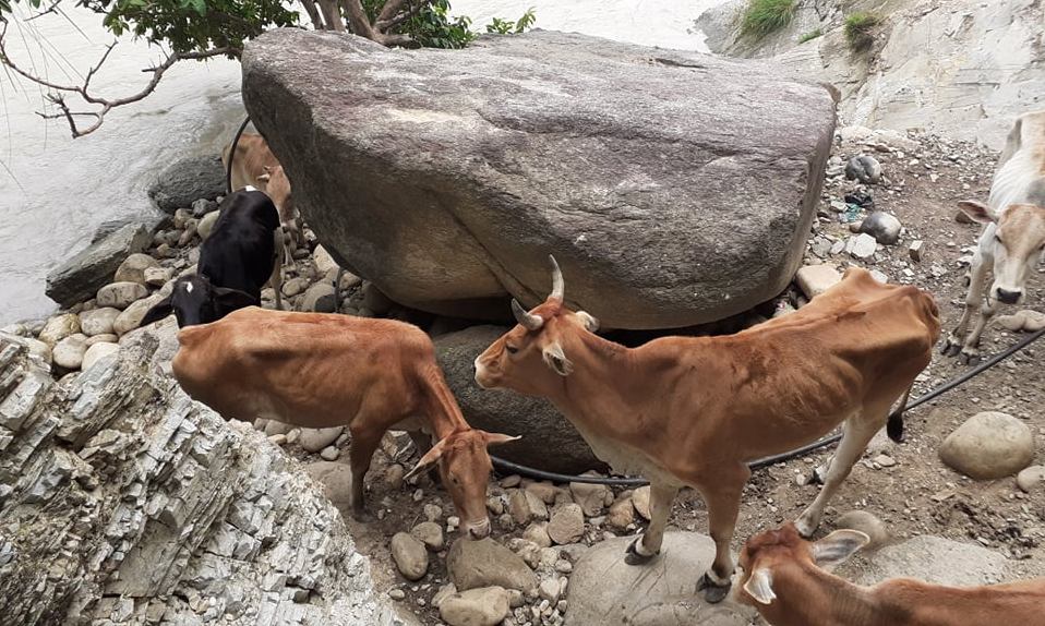 सेती नदी किनारकाे चट्टानमा ७ गाई फसे, उद्धार टोली जाँदै