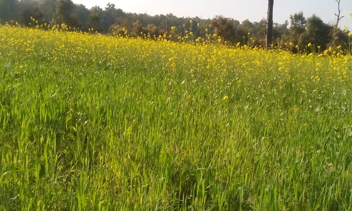 कैलालीमा तोरीको उत्पादनमा वृद्धि