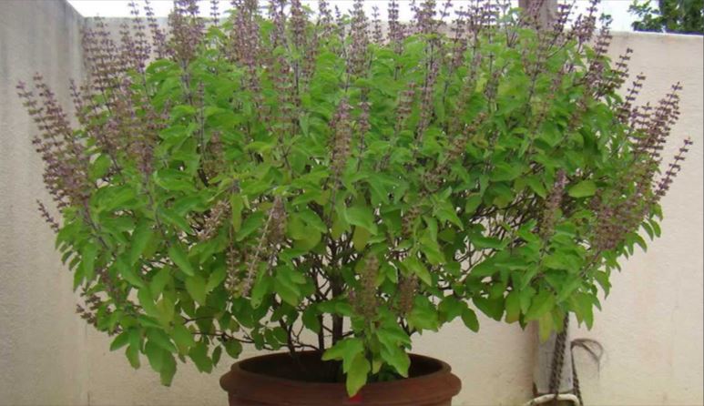 आज तुलसीको विवाह गरी हरिबोधिनी एकादशी मनाइँदै