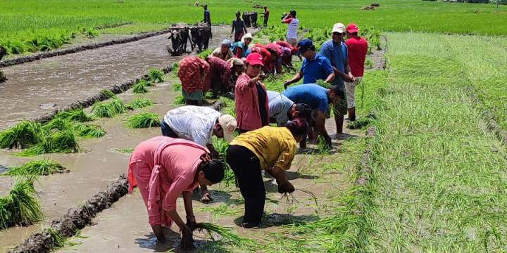 दार्चुलाका किसानलाई रोपाईको चटारो
