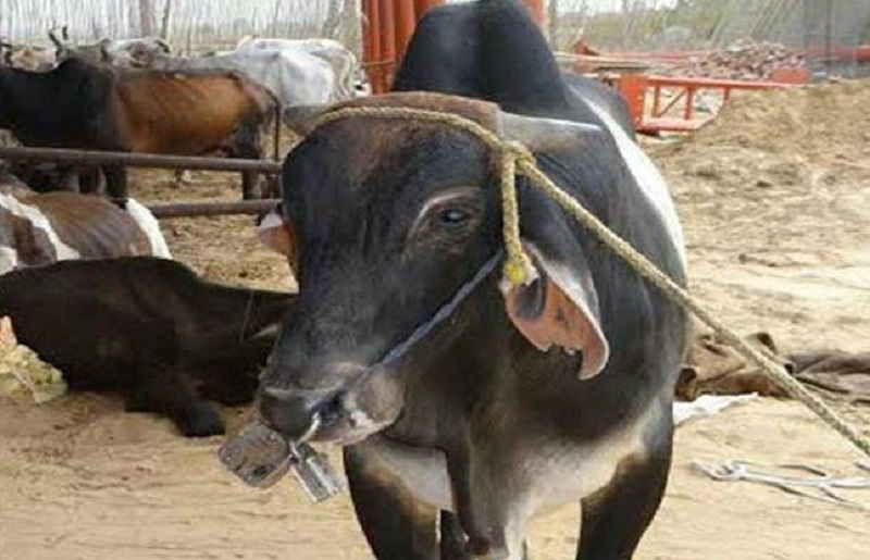 साँढेको मुखमा २ ताला