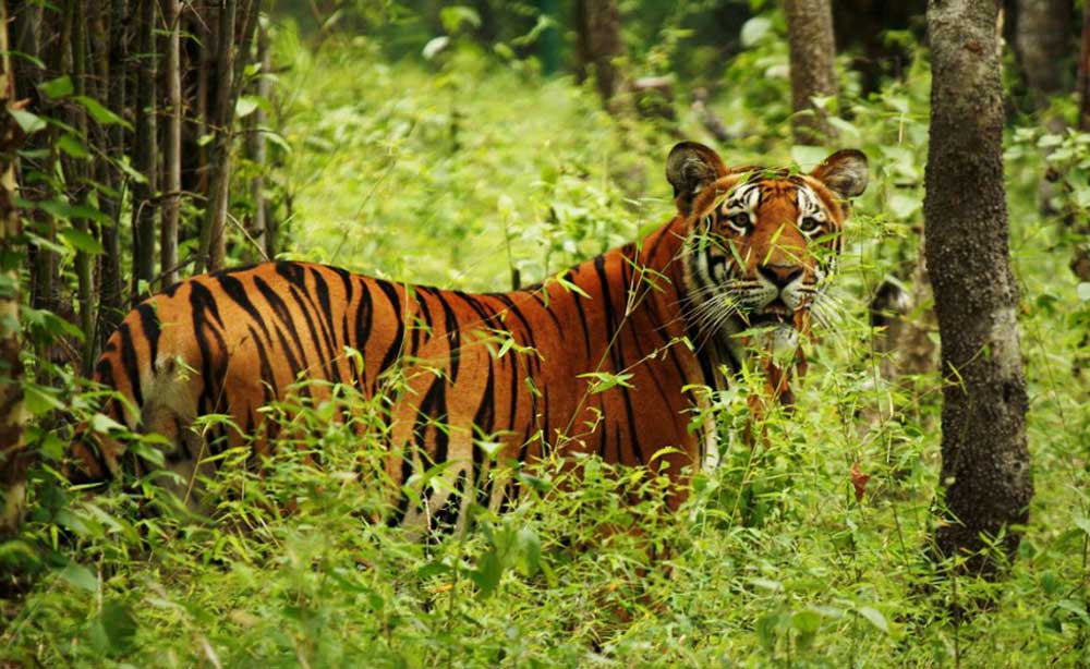 टीकापुरमा बाघको आक्रमणबाट एक जना घाइते