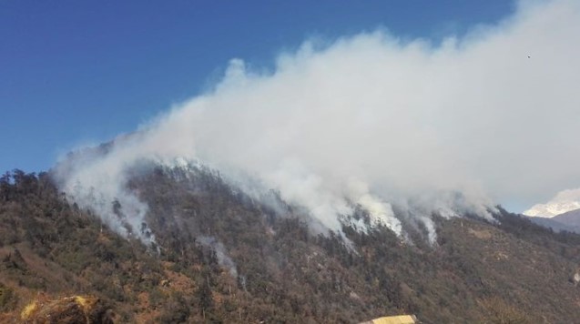 पाथीभराकाे जङ्गलमा लागेकाे डढेलोकाे कारण रेडपाण्डा सङ्कटमा