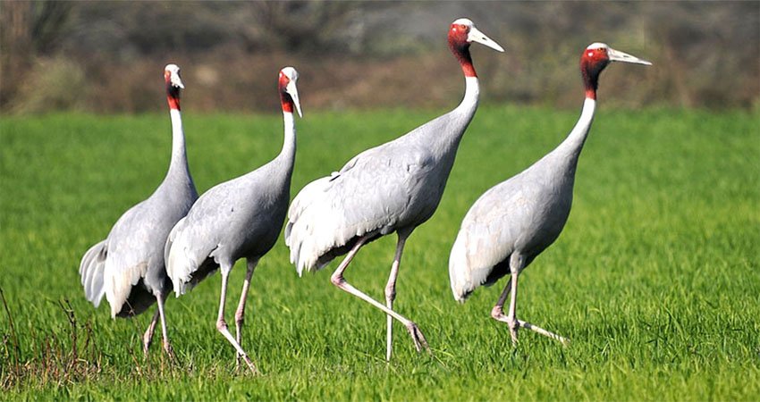 कैलाली र कञ्चनपुरमा सारसको सङ्ख्या बर्सेनि घट्दो