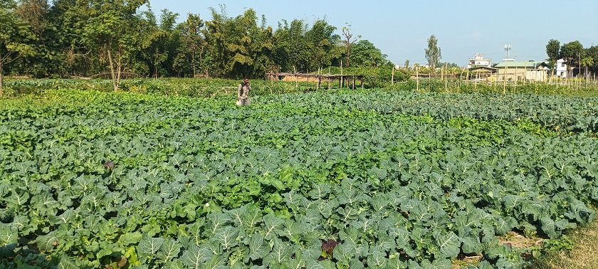 ६ कठ्ठा जग्गामा सागसब्जीखेती, वार्षिक तीन लाख आम्दानी