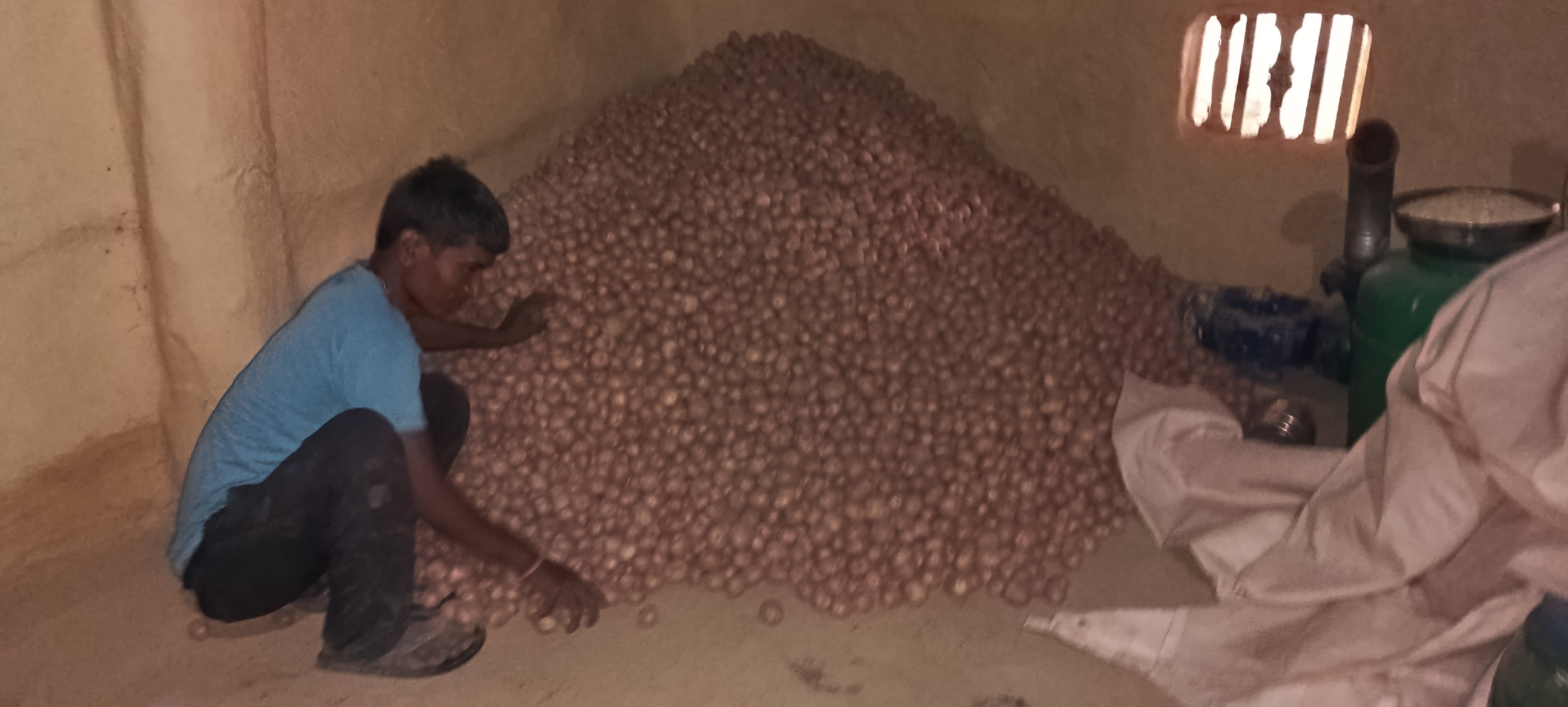 थारुआलु खेतीबाट मनग्य आम्दानी गर्दै कैलालीका किसान