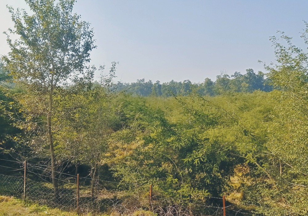 स्याली बगरमा हराभरा वन