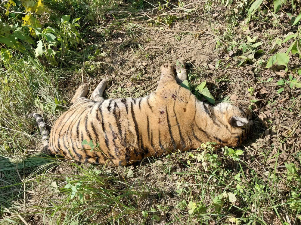 चितवन राष्ट्रिय निकुञ्जमा बाघ मृत फेला
