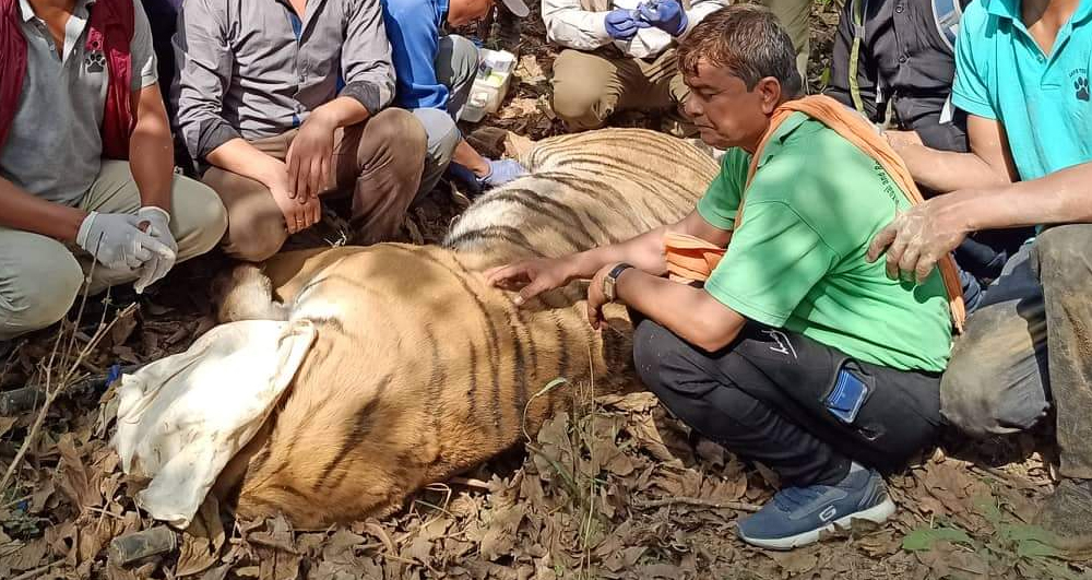 मान्छे खाने अर्को बाघ पनि नियन्त्रणमा